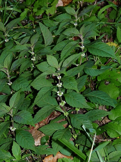 {Lycopus virginicus}